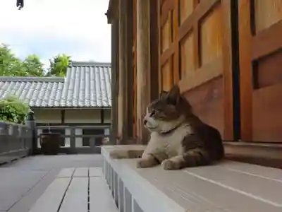 御誕生寺（猫寺）(福井県)