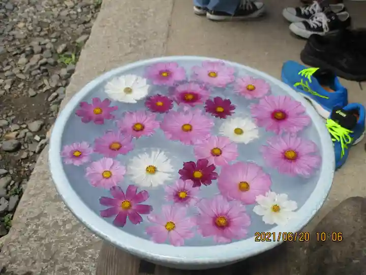 般若寺 ❁コスモス寺❁の自然