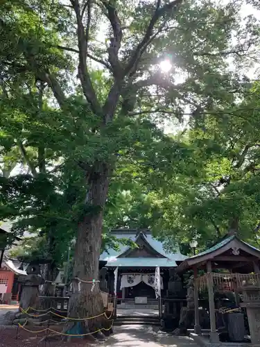 今宮神社の自然