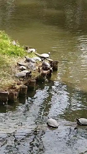 越ヶ谷久伊豆神社の動物