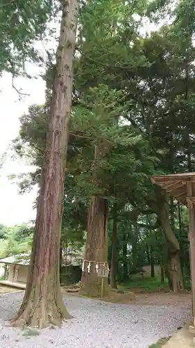 間々田八幡宮の自然