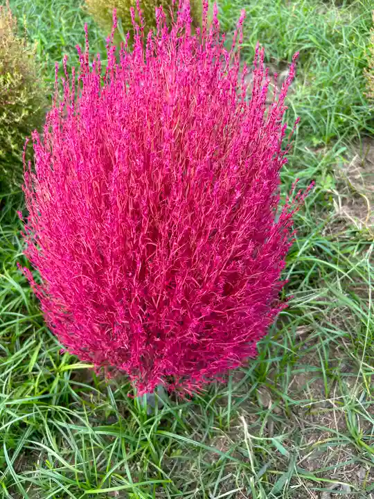 一乗院(身代不動尊) の自然