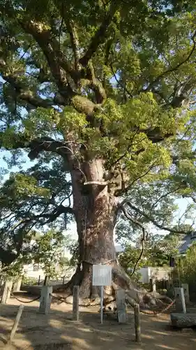 白鳥神社の自然