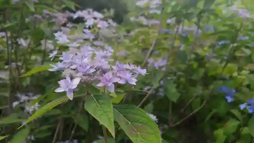 柳谷観音　楊谷寺の自然