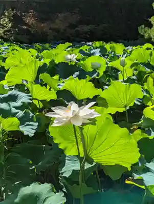 法金剛院(京都府)