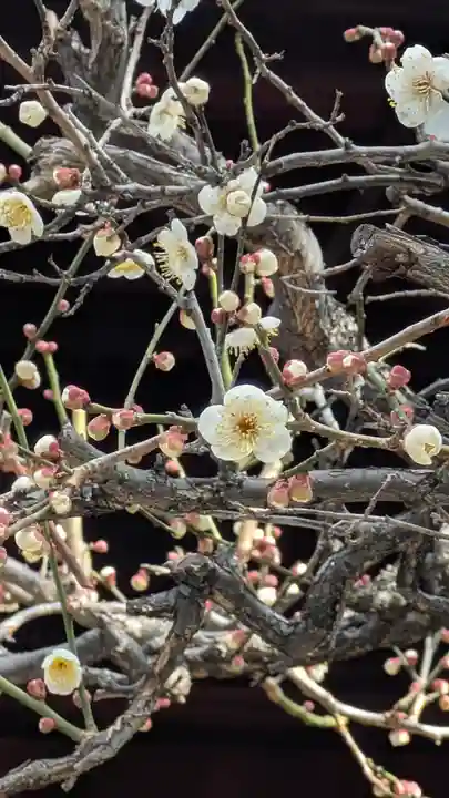 弘誓寺(京都府)