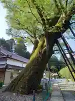 延応寺の自然