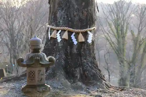 阿久津「田村神社」（郡山市阿久津町）旧社名：伊豆箱根三嶋三社の自然