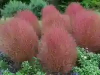 立志神社の自然