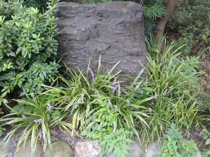 阿佐ヶ谷神明宮の自然