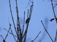 留辺蘂神社の動物