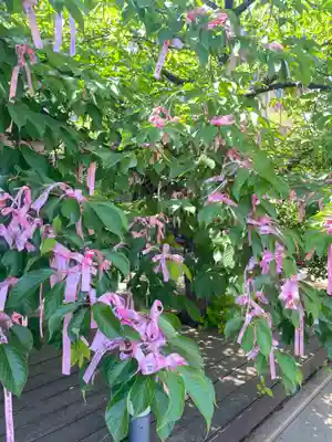 桜神宮(東京都)
