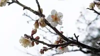 長岡天満宮(京都府)