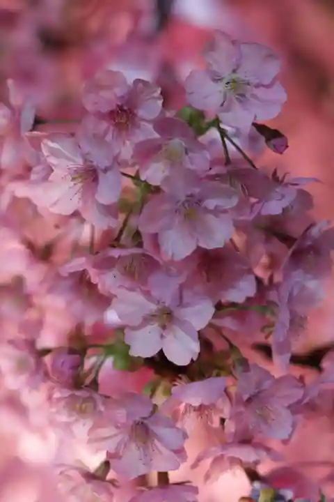 桜神宮(東京都)
