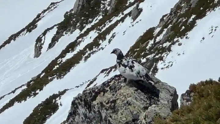 雄山神社峰本社の動物