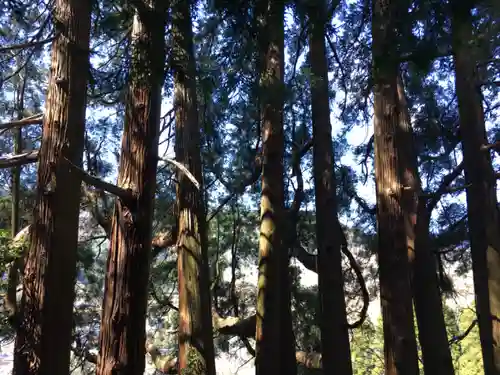 天岩戸神社の自然