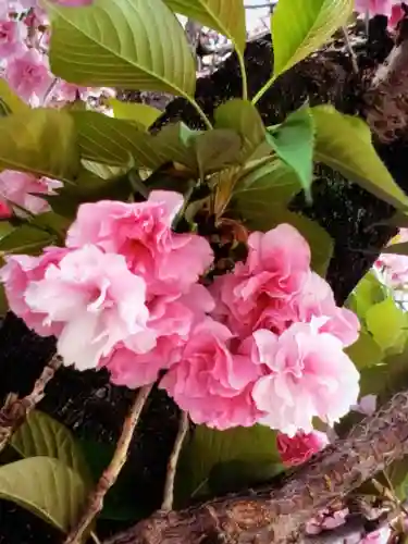 荘厳寺(東京都)