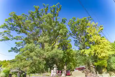 蒲生八幡神社(鹿児島県)