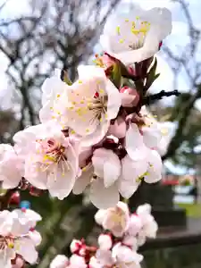 伊達神社の自然(2021年04月30日(金) 11時52分21秒投稿)