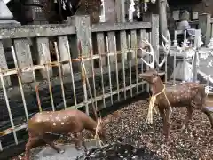 四所神社の狛犬