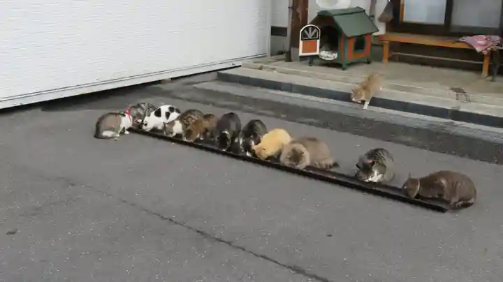 御誕生寺(猫寺)の動物