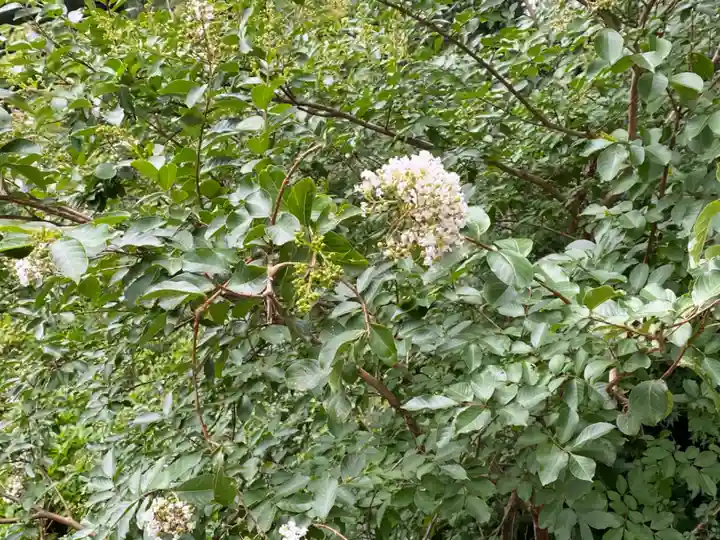 明王院(満願寺別院)の自然