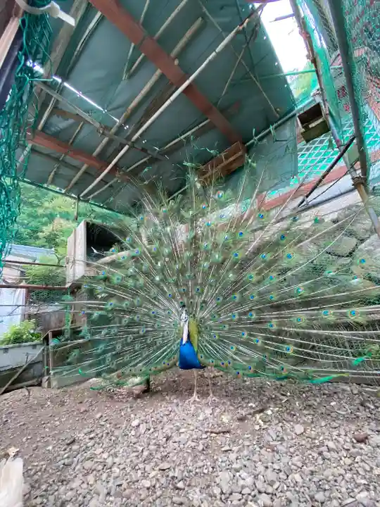 粉河産土神社(たのもしの宮)の動物