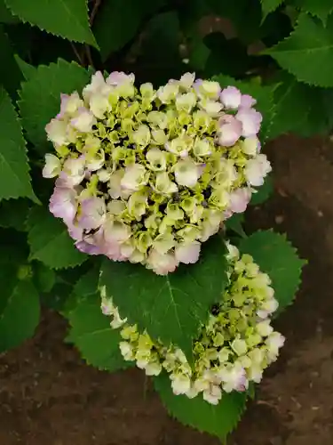妙法寺(東京都)