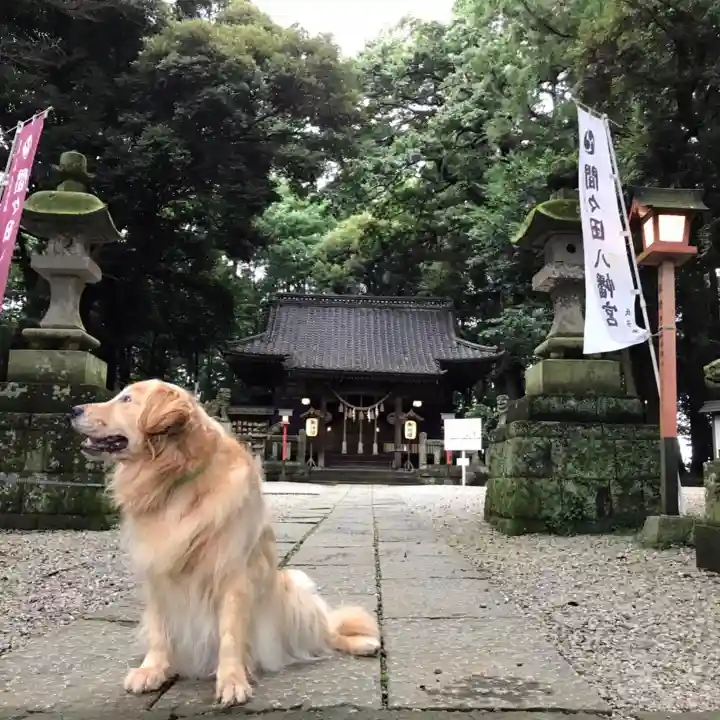 間々田八幡宮の動物