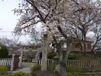 吒枳尼天(法伝寺)(京都府)