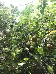 稲毛浅間神社の自然