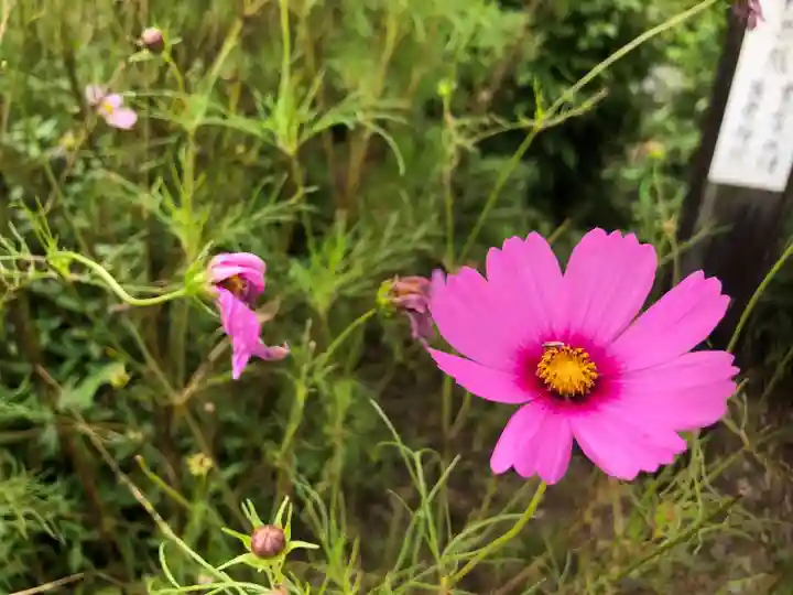 般若寺 ❁コスモス寺❁の自然