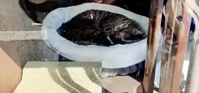 中野沼袋氷川神社(東京都)