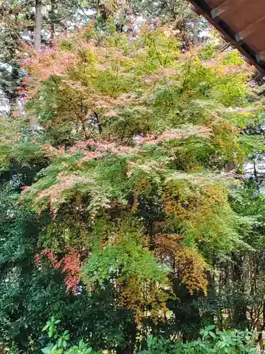 胎安神社の自然