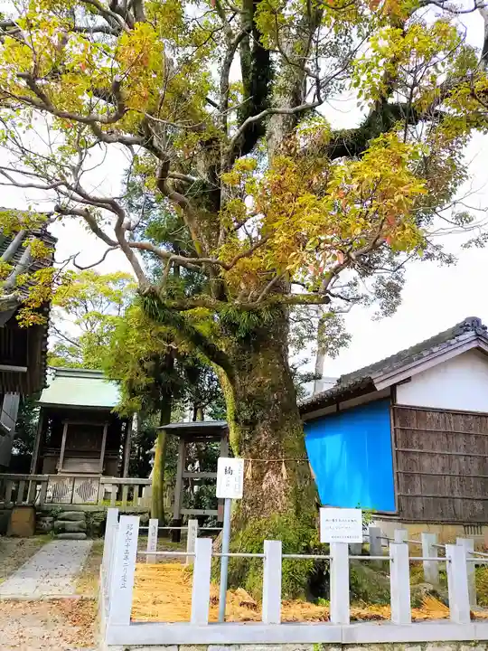 熱田社(宮津熱田社)の自然