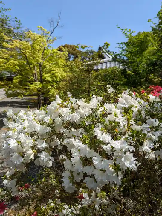 光明寺(粟生光明寺)(京都府)