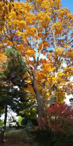 上富良野神社の自然