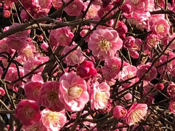 高座結御子神社(熱田神宮摂社)の自然