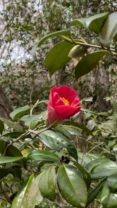 十輪寺(京都府)