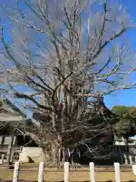 葛飾八幡宮(千葉県)