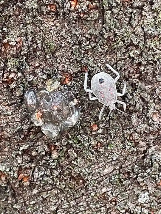 八坂神社(大阪府)