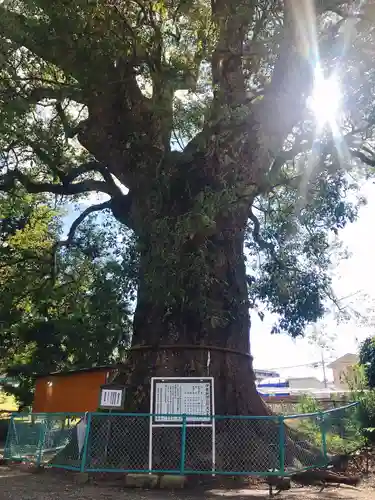 伊勢神明社の自然