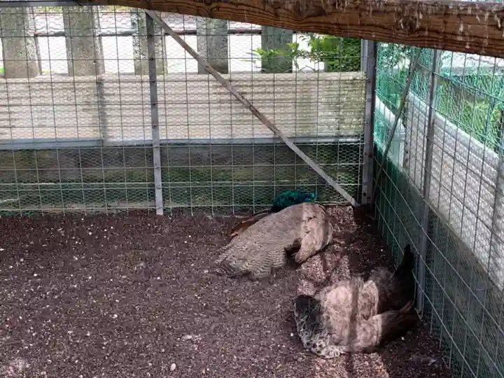 福井県護国神社の動物