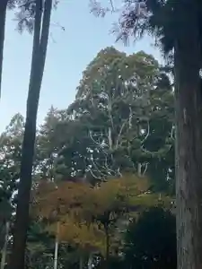 大宮温泉神社(栃木県)(2023年12月05日(火) 08時18分51秒投稿)