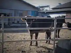 天満神社の動物