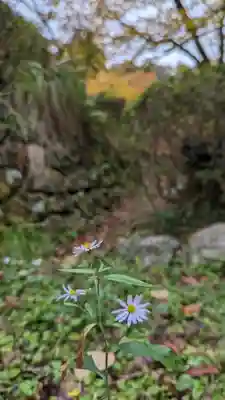 勝持寺（花の寺）(京都府)