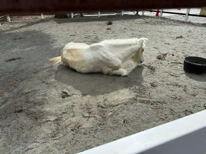 丹生川上神社(下社)の{uncategorized: "未分類", other: "その他", undefined: "問題あり", building: "その他建物", grave: "お墓", sacred_gate: "鳥居", guardian: "狛犬", statue: "像", buddha: "仏像", history: "歴史", nature: "自然", garden: "庭園", animal: "動物", pagoda: "塔", temizu: "手水舎", mountain_gate: "山門・神門", sanctuary: "本殿・本堂", subordinate: "末社・摂社", art: "芸術", scenery: "景色", jizo: "地蔵", ema: "絵馬", goshuin: "御朱印", omikuji: "おみくじ", items: "授与品その他", amulet: "お守り", goshuincho: "御朱印帳", eats: "食事", festival: "お祭り", votive_dance: "神楽", shichigosan: "七五三参", wedding: "結婚式", experience: "体験その他", initially: "初詣", around: "周辺", anti_infection: "感染症対策"}