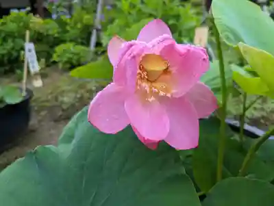 法金剛院の自然