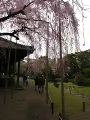 浅草寺の自然