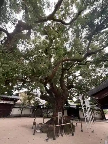 大聖観音寺（あびこ観音）(大阪府)